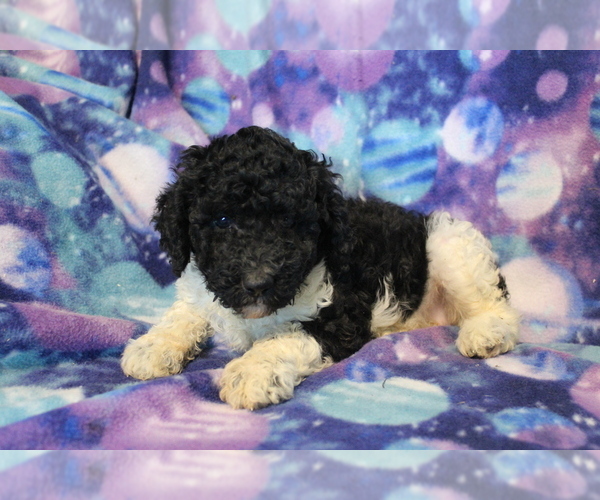 Medium Photo #10 Poodle (Standard) Puppy For Sale in JOICE, IA, USA