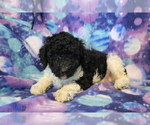 Small Photo #10 Poodle (Standard) Puppy For Sale in JOICE, IA, USA