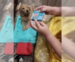 Small Photo #40 Bordoodle Puppy For Sale in COPPERAS COVE, TX, USA