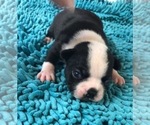 Small Photo #1 Boston Terrier Puppy For Sale in WILSONVILLE, OR, USA