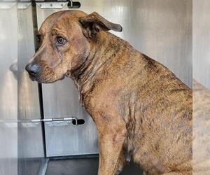 American Staffordshire Terrier-Unknown Mix Dogs for adoption in San Antonio, TX, USA