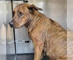 Small American Staffordshire Terrier Mix