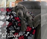 Puppy Purple Great Dane