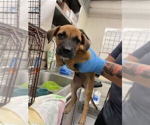 German Shepherd Dog-Unknown Mix Dogs for adoption in Waco, TX, USA