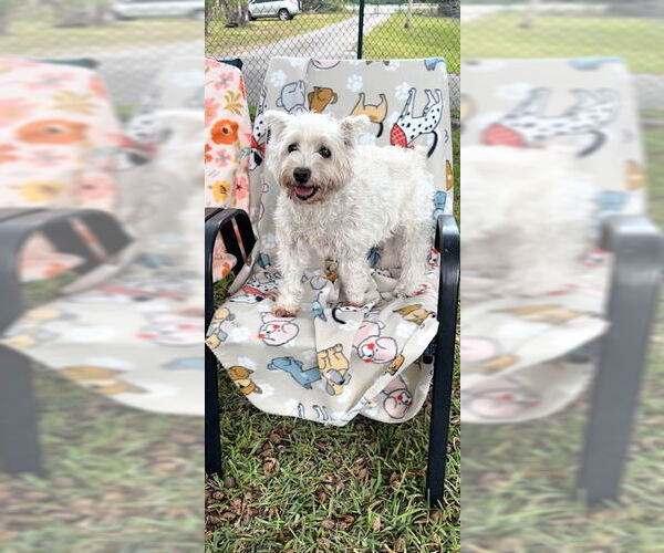 Medium Photo #6 Mutt Puppy For Sale in Weston, FL, USA
