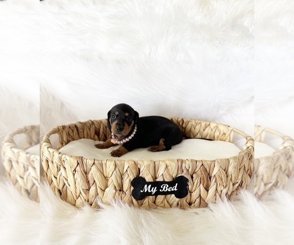 Medium Photo #6 Dachshund Puppy For Sale in DAVIS, CA, USA