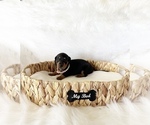 Small #5 Dachshund