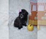 Small Photo #3 Poodle (Miniature) Puppy For Sale in INDIANAPOLIS, IN, USA