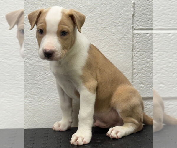 Medium Photo #5 American Pit Bull Terrier-Unknown Mix Puppy For Sale in Great Bend, KS, USA