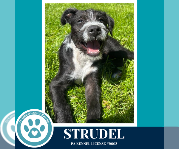 Medium Photo #1 Labrador Retriever-Unknown Mix Puppy For Sale in Kimberton, PA, USA