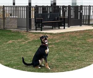 Shepweiller Dogs for adoption in San Antonio, TX, USA