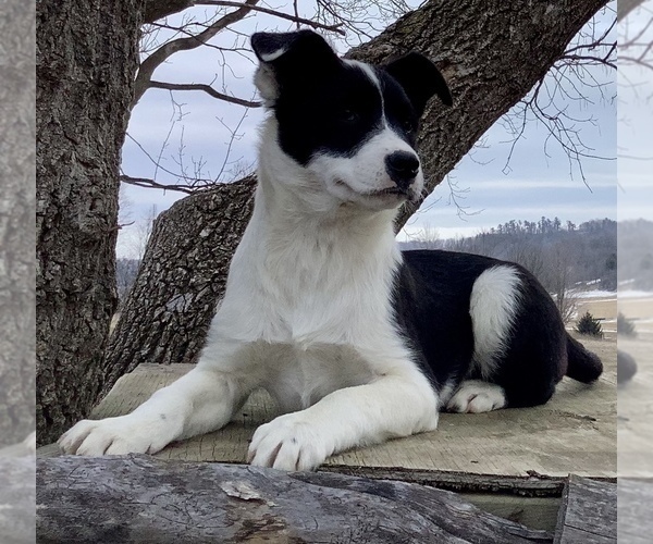 Medium Photo #1 Australian Cattle Dog-Border Collie Mix Puppy For Sale in HILLSBORO, WI, USA