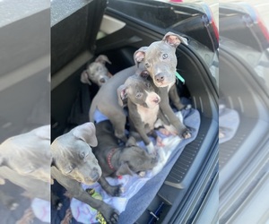 American Staffordshire Terrier Puppy for sale in GRAND PRAIRIE, TX, USA