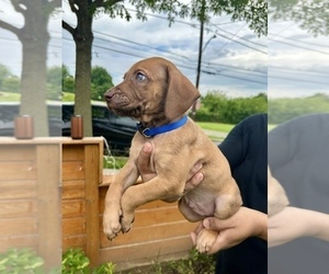 Medium Belgian Malinois-Catahoula Leopard Dog Mix
