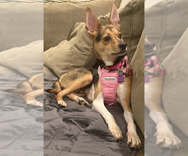 Medium Photo #2 Chihuahua-Unknown Mix Puppy For Sale in Mundelein, IL, USA