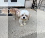 Small #2 Shih Tzu Mix