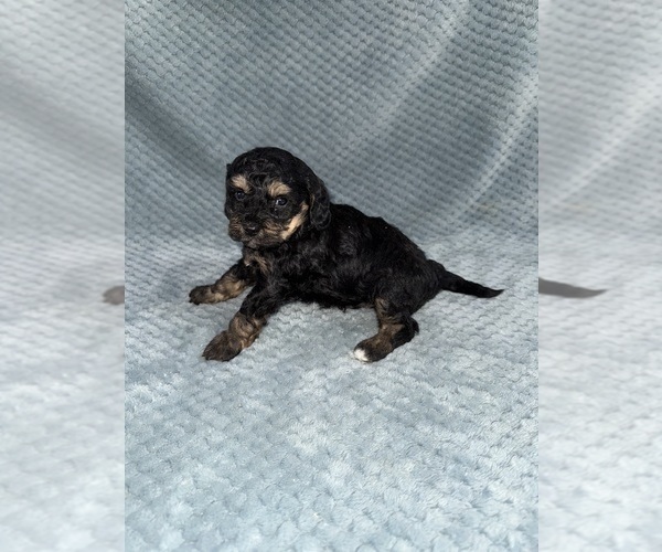 Medium Photo #47 Cavapoo mix (+ Poodle Miniature) Puppy For Sale in MUNFORDVILLE, KY, USA