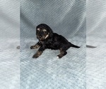 Small Photo #47 Cavapoo mix (+ Poodle Miniature) Puppy For Sale in MUNFORDVILLE, KY, USA