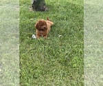 Small #2 Cavapoo (Miniature)