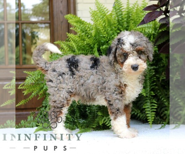 Medium Photo #4 Bernedoodle (Miniature) Puppy For Sale in NARVON, PA, USA