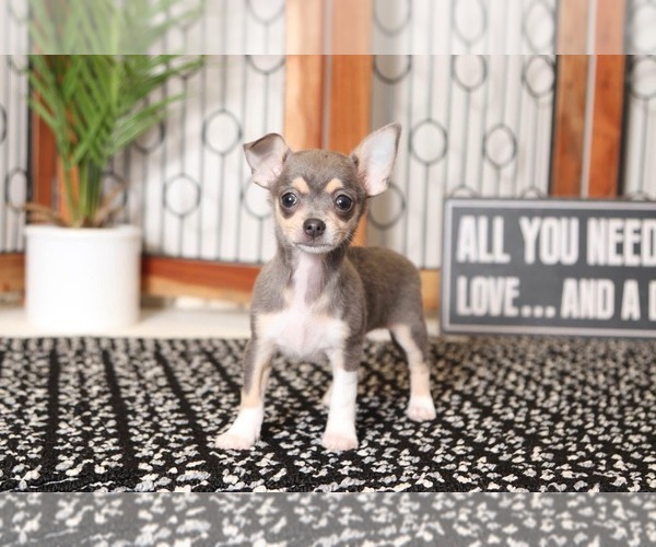 Medium Photo #3 Chihuahua Puppy For Sale in NAPLES, FL, USA