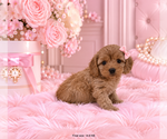 Poodles - Female Poodle (Miniature) Puppy for Sale - Photo #9