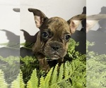 Small #2 Faux Frenchbo Bulldog