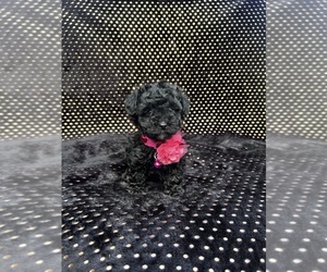 Poodle (Toy) Puppy for sale in JEFFERSONVILLE, IN, USA