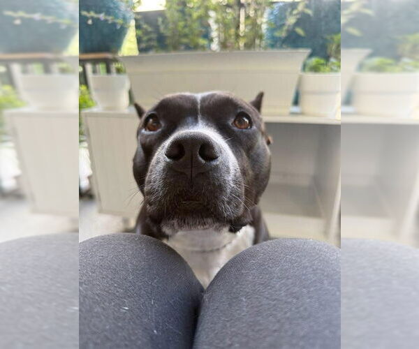 Medium Photo #19 American Staffordshire Terrier-Unknown Mix Puppy For Sale in Lake Forest, CA, USA