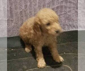 Goldendoodle-Poodle (Miniature) Mix Puppy for sale in ARTHUR, IL, USA