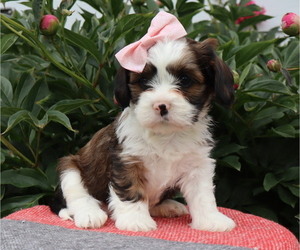 Cava-Tzu Puppy for Sale in THORP, Wisconsin USA