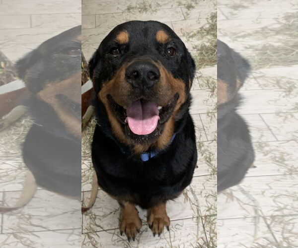 Medium Photo #9 Rottweiler Puppy For Sale in Lighthouse Point, FL, USA