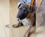 Small Photo #2 American Bandogge Puppy For Sale in Laramie, WY, USA