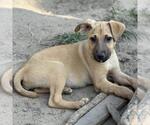 Small #3 Australian Shepherd Mix