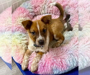 Mutt Dogs for adoption in Salt Lake City, UT, USA