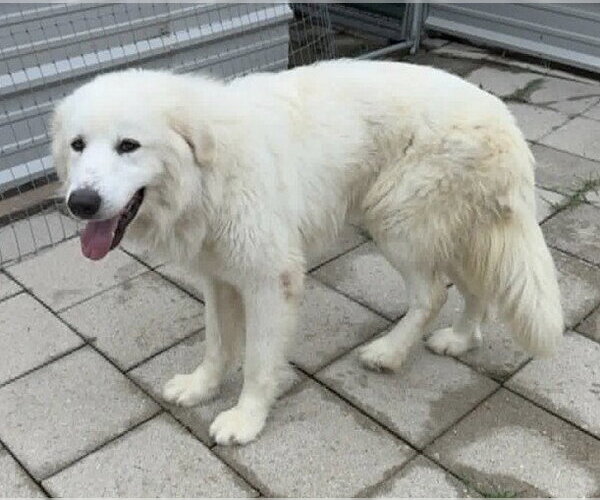 Medium Photo #1 Great Pyrenees Puppy For Sale in Spring, TX, USA