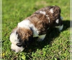 Small #4 Saint Bernard