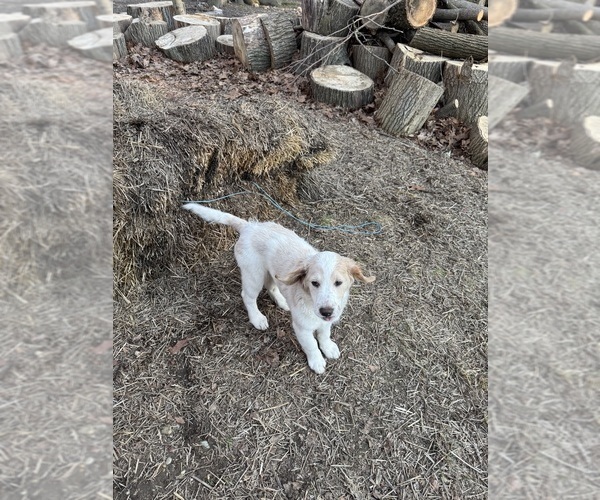 Medium Photo #47 Aussie-Poo-Goldendoodle Mix Puppy For Sale in COMMERCE, MI, USA