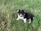 Small Photo #4 Pembroke Welsh Corgi Puppy For Sale in CASTROVILLE, TX, USA