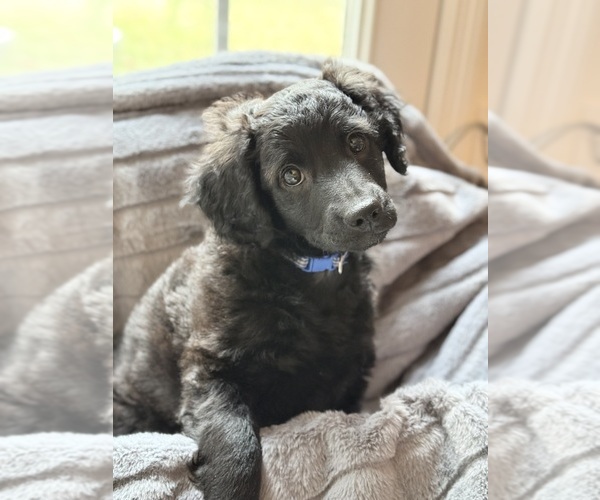 Medium Photo #14 Goldendoodle-Poovanese Mix Puppy For Sale in EVANS, GA, USA