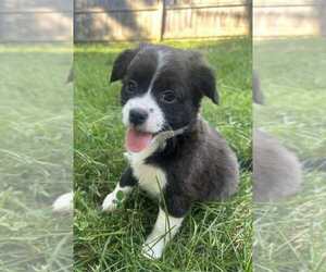 American Pit Bull Terrier-Chihuahua Mix Dogs for adoption in Springdale, PA, USA