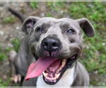 Small #1 American Pit Bull Terrier