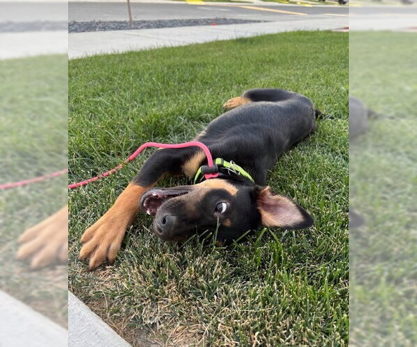 Medium Photo #3 Mutt Puppy For Sale in Salt Lake City, UT, USA