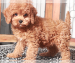 Small #3 Cavapoo