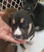 Small Photo #4 Siberian Husky-Staffordshire Bull Terrier Mix Puppy For Sale in OAKDALE, CT, USA