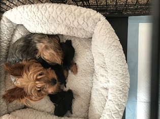 Mother of the Yorkshire Terrier puppies born on 09/13/2017