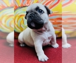 Puppy Puppy 1 French Bulldog