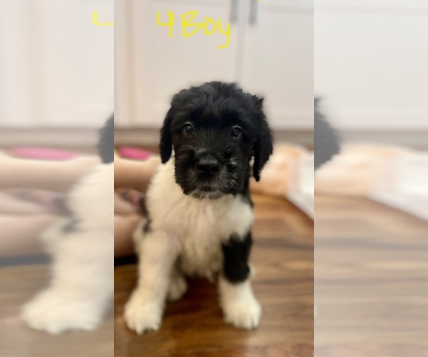 Medium Photo #1 Bernedoodle-Saint Bernard Mix Puppy For Sale in NEW RIVER, AZ, USA