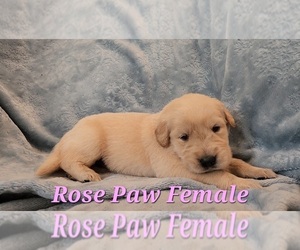 Medium Golden Retriever