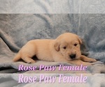 Puppy Rose Paw Female Golden Retriever